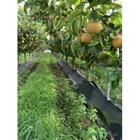 【5kg】栃木県小山市産　幸水 梨【1617300】