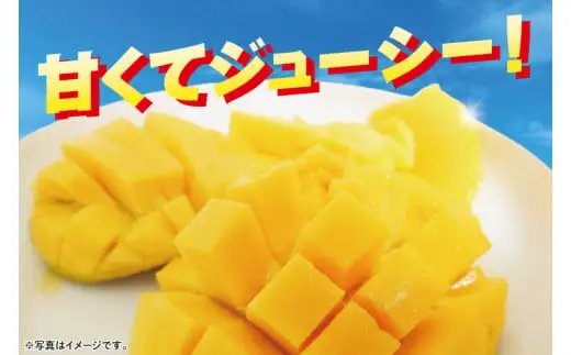 沖縄県豊見城市産アップルマンゴー 約2kg 