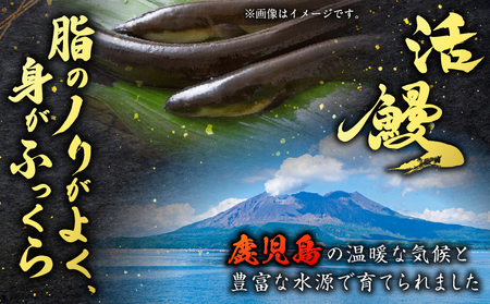職人 が 丁寧 に 仕上げる 本格 炭火焼 鹿児島県産うなぎ の 蒲焼き 2尾 K282-001_01 魚 惣菜 総菜 冷凍
