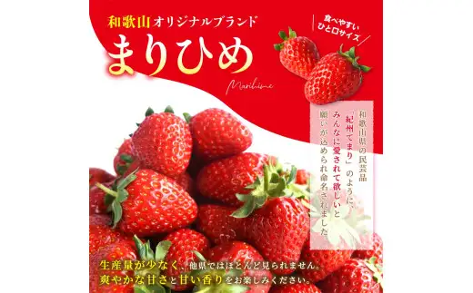 まりひめ イチゴ 4パック 食べやすいひと口サイズ M～L（15粒～20粒入×4パック）【先行予約】/ いちご 苺 果物 和歌山 フルーツ ※2027年1月中旬～3月下旬頃順次発送（お届け日指定不可） ※離島への配送不可【kgr500-ml-4】