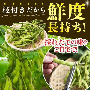 【2026年8月より発送】産地直送！北海道十勝芽室町 枝付き枝豆 5kg おつまみ ビール お酒 酒の肴 晩酌 たっぷり 送料無料 特産品 お手軽 北海道 十勝 芽室町 me081-001c