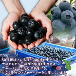 【先行予約】冷凍ブルーベリー 約500g（1袋500g） ブルーベリー