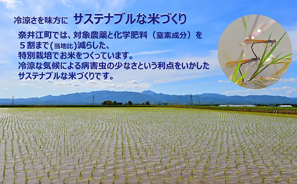 【定期便12回】北海道奈井江町　特別栽培米　ゆめぴりか　10kg【無洗米】