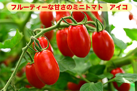 【定期便3回】江口農園　江口農園セット