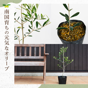 No.1253 ＜数量限定＞オリーブの苗(1本)鹿児島県産 苗 観葉植物 オリーブ 国産 シンボルツリー 庭木 内祝い ギフト 贈答 プレゼント 観賞 苗木 オリーブの木【鹿児島オリーブ】