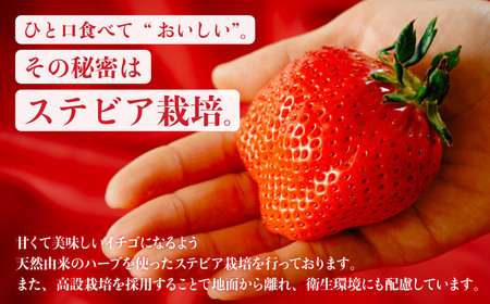 いちご やよいひめ400g×2 2箱 計1,600g いちご 2027年 先行予約 | 群馬県 前橋市