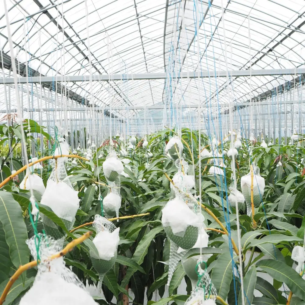 和歌山県産 樹上完熟しおさいマンゴー 2玉入り★2026年8月初旬頃より順次発送　［TM218］