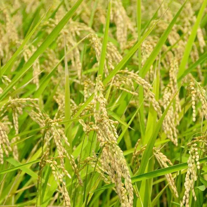 【JA金沢市】令和7年産　精米 4.5kg　金沢産コシヒカリ　米数量限定