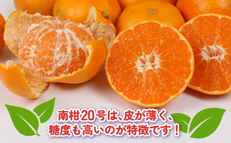 訳あり プチ みかん 南柑20号 10kg 杉本屋 わけあり 訳あり品 訳アリ 小玉みかん 小みかん 愛媛みかん 愛媛蜜柑 愛媛ミカン 温州 温州みかん 果物 くだもの フルーツ 柑橘 蜜柑 mikan 産地直送 数量限定 国産 愛媛 宇和島 B018-143027