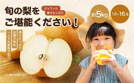 【8月中旬より発送予定】南信州産「幸水梨」約5kg 12～16玉 糖度11.0以上｜長野県 飯田市