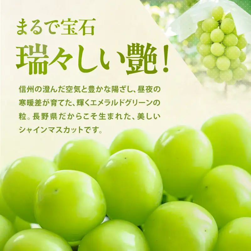 【9月下旬から発送予定】南信州産 甘い大粒 シャインマスカット 約1kg 2～3房｜長野県 飯田市