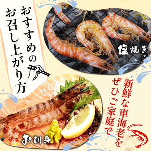 先行予約 活車海老 約300g 指定日必須