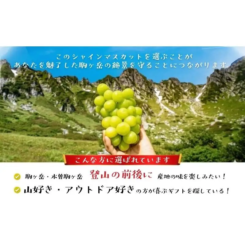 【駒ヶ岳の恵み・朝採り直送】シャインマスカット 約600g 1～2房 中央アルプス 駒ヶ根産 種なし 皮ごと 山の雫 木曽駒ヶ岳 宝剣岳 千畳敷カール 寒暖差 信州 長野 ぶどう 2026
