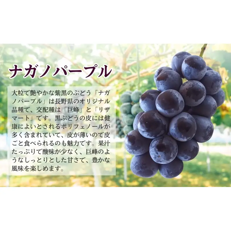 2026年産 ぶどう ナガノパープル 約600g（1房）果物 フルーツ デザート 信州 長野 駒ケ根市