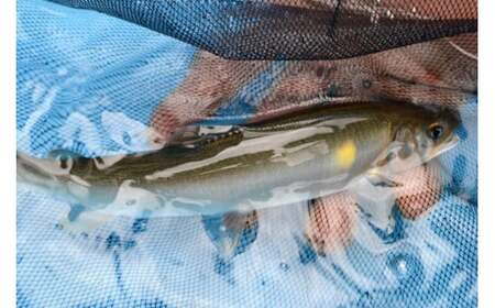 【生鮎解禁】四万十川上流の天然釣り鮎 500g / 冷蔵4～12尾 着日指定不可 あゆ アユ 塩焼き 鮎 Esj-30k
