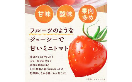 【先行予約：2026年7月下旬頃より発送】NicoFarm トマトベリー（ミニトマト）2Kg_Y124-0012