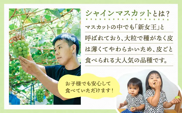 【先行予約】 シャインマスカット 恋するシャインマスカット シャイン マスカット ぶどう 葡萄 種無し 種なし たねなし 2房 合計約1kg ギフト 国産 九州産 熊本県産 宇城市産 御舩果樹園【2026年8月上旬～9月下旬頃順次発送予定】