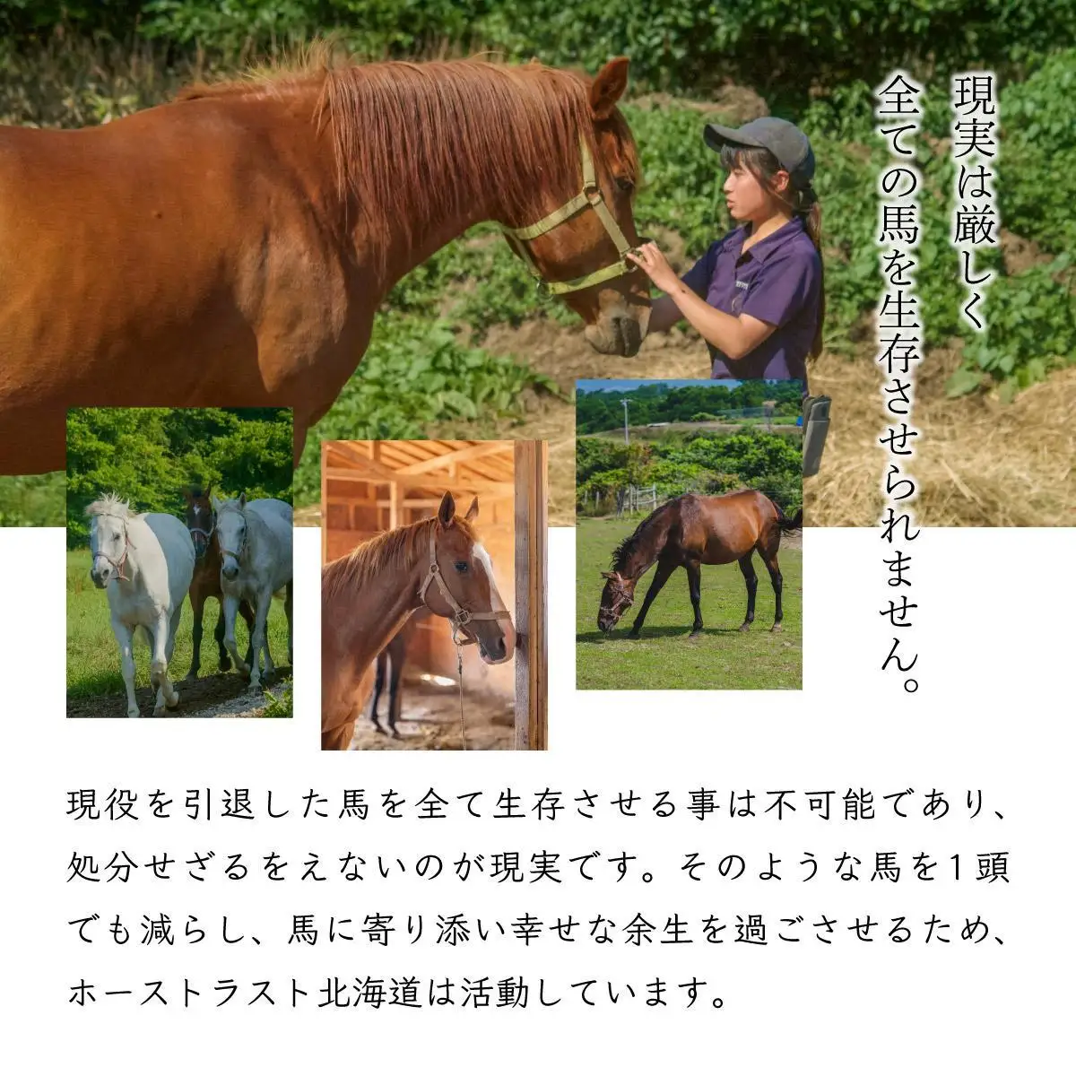 ホーストラスト北海道支援 5000円コース 引退馬