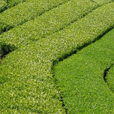 【6本】掛川茶の香りを存分に味わうスパークリングティー | Apoptosis Sparkling【配送不可地域：離島・北海道・沖縄県・四国・九州】【1619155】