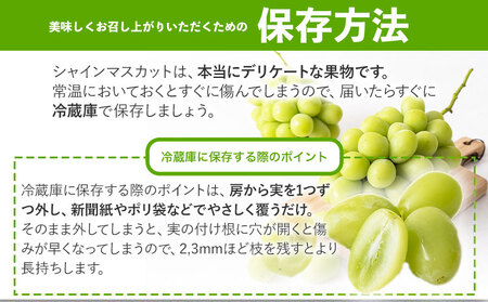 秀品 シャインマスカット 約600g 1房 ぶどう マスカット