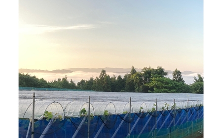 2026年先行予約 ご贈答用 Lino＆Kai Farmのシャインマスカット 1房 （約700～800g） 化粧箱入り ぶどう 岡山 真庭市 シャインマスカット 高級 ギフト 【linokai009-02】