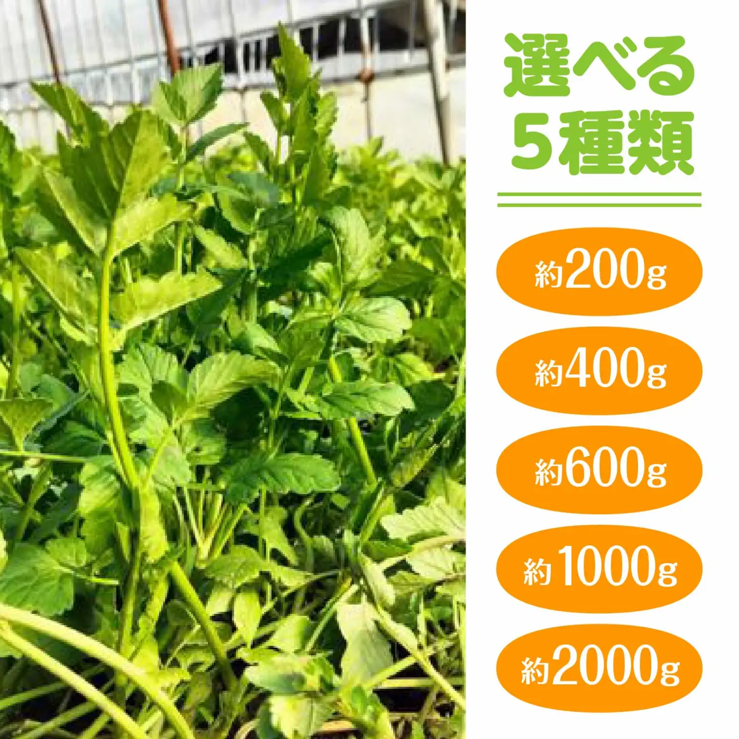 セリ 強い香りとシャキッとした歯応え 約200g　60P3217