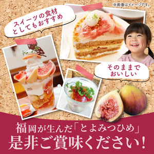 福岡県ブランドいちじく「とよみつひめ」約300g×4パック_ブランド いちじく とよみつひめ 約300g×4パック 計1.2kg 肉厚 果肉 滑らか 食感 甘く 上品な 味わい ケーキ タルト ジャム パフェ シャーベット スイーツ 食材 果物 フルーツ 果実 お取り寄せ グルメ お取り寄せグルメ 福岡県 久留米市 送料無料 〔Fx020〕