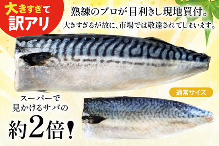 訳あり トロ塩サバ フィレ LLサイズ 3kg ★フィレ1枚230g超え！[足利本店 宮城県 気仙沼市 20565620]