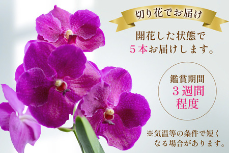 AI175 希少な花「華やかな恋」の予感 翡翠蘭(バンダ) 切り花 5本 セット ピンク [長崎県 島原市]