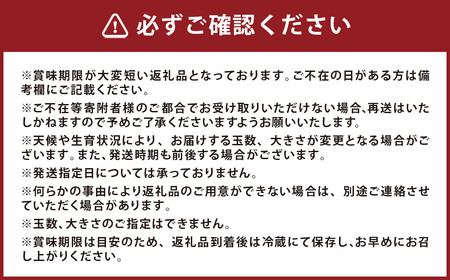新高梨 5kg 【2026年9月上旬～10月上旬迄発送予定】 梨 なし 和梨 果物 果実 フルーツ 国産 九州 長崎県 長崎市 常温 オンライン決済限定