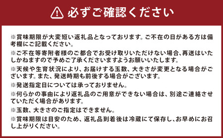 豊水梨 5kg  【2026年8月下旬～9月上旬迄発送予定】 ／ 梨 なし 和梨 果物 果実 フルーツ 国産 九州 長崎県 長崎市 常温 オンライン決済限定