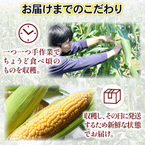 【先行予約】南国市産 訳あり スイートコーン ゴールドラッシュ 2kg（5～6本）朝採れ コーン