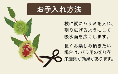 【先行予約】季節の花材 栗枝 1本（約35～38cm）【2025年9月下旬以降順次発送】/ フラワーアレンジ くり 