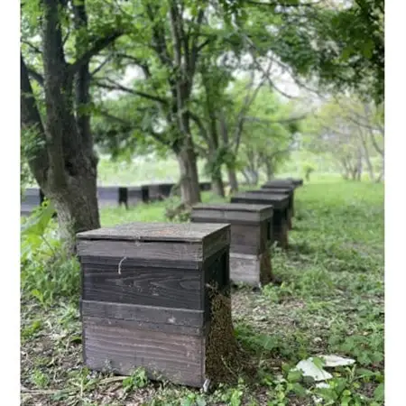 青森市「林檎の蜂蜜」ねぶたドットアートラベル【1639458】