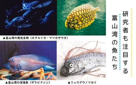 魚津水族館 入館チケット1枚引換券/一般(高校生以上)※北海道・沖縄・離島への配送不可