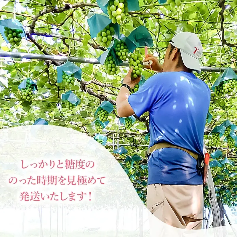 【令和8年産先行予約】シャインマスカット 2房入り (約1.2kg)　やまも果樹園