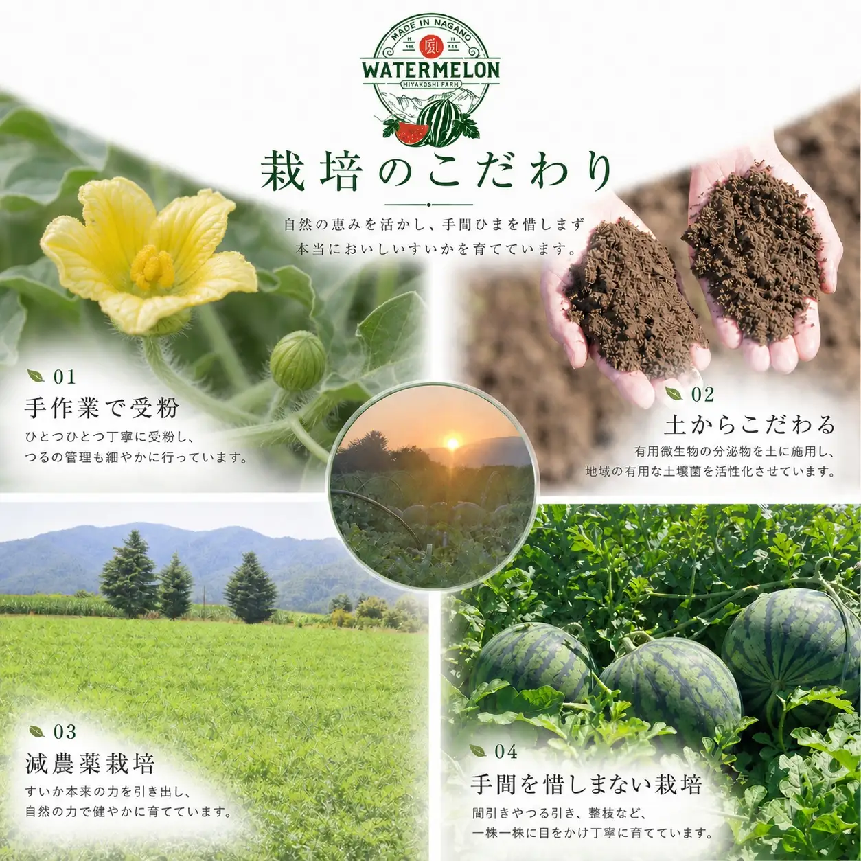 【先行受付】松本市 波田産 大玉すいか 4L（9kg～11kg)