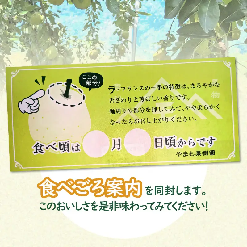 【令和8年産先行予約】洋梨　ラ・フランス　約3kg（10～12玉） 山形県鶴岡市　やまも果樹園　| ラフランス 洋ナシ 洋なし 西洋梨 産地直送 3キロ 秋果実 果物 くだもの フルーツ デザート 旬 果物の女王 みずみずしい 人気 美味しい 2026年産 お取り寄せ 返礼品