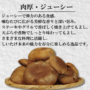 訳あり 生しいたけ 1.5kg しいたけ