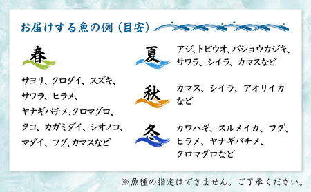 【冷蔵】氷見の海鮮 お刺身詰め合わせ 5種（サク）4,5人前　刺身
