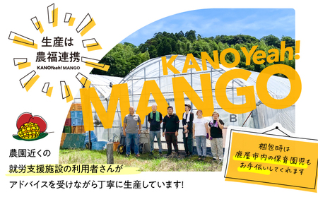 【 期間限定 】 2831 超絶 ！ KANOYeah ！マンゴー 1kg（ 2～3玉 ） KN112-001 果物