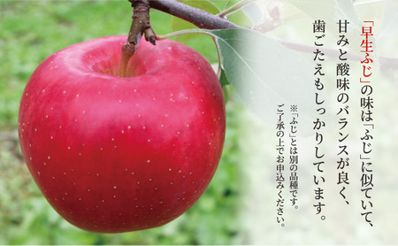 【 9月・10月発送 】 贈答用 早生ふじ 約 5kg 【 青森県鶴田町産 りんご 青森りんご 】果物類 フルーツ 林檎 リンゴ 鶴田町 青森県 おやつ デザート