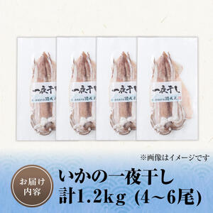 いかの一夜干し (計1.2kg) 魚介 いか イカ 烏賊 一夜干し 冷凍 おつまみ スルメイカ するめいか するめ 国産 【opar002】【磯武】