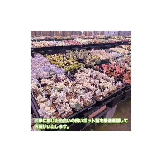 多肉植物ポット苗 ５個セット [1225]