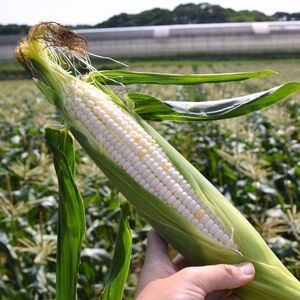 【 2026年 先行予約 】 白とうもろこし 8本 【 とうもろこし 】 