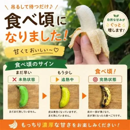 【栽培期間中農薬不使用】吊るして追熟!飾れる沖縄アップルバナナ2kg【1640917】