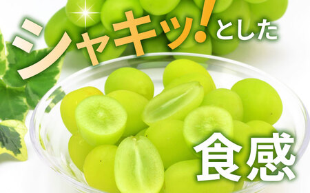 【先行予約】シャインマスカット 1房（約600g）【城 果樹園】[ZFD002]