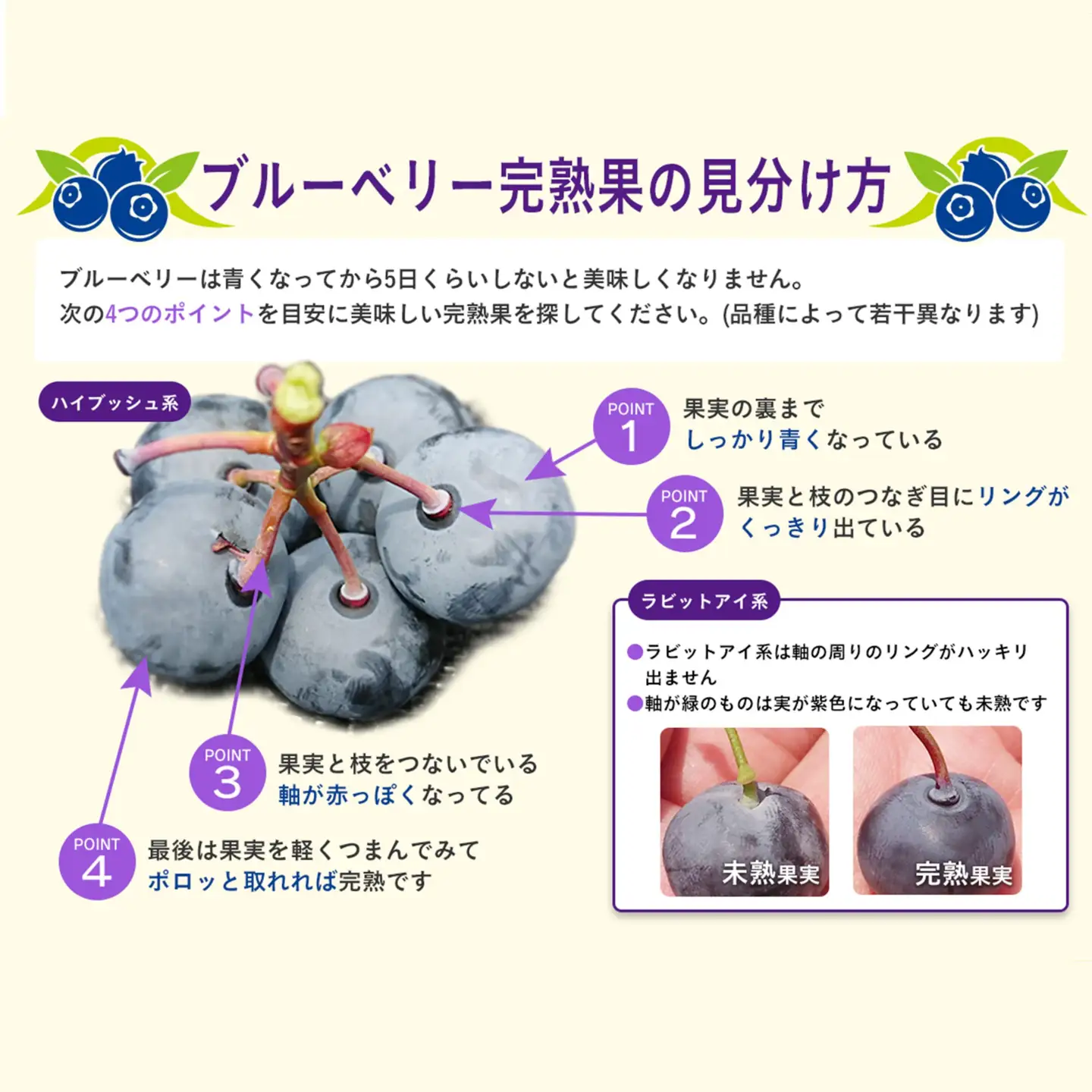 甲山ブルーベリーファーム ブルーベリー狩り入園券（大人2名ペア入園）