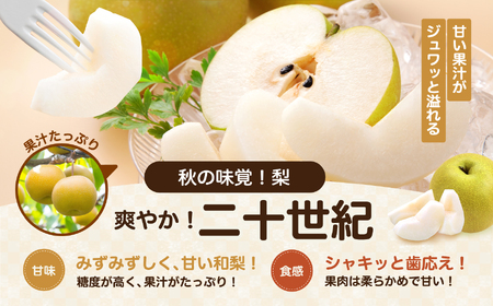 滴る程にジューシー 長野県産 なし 二十世紀 約5kg 秀品 〈2026年9月上旬～9月末発送〉 | 長野県 飯田市