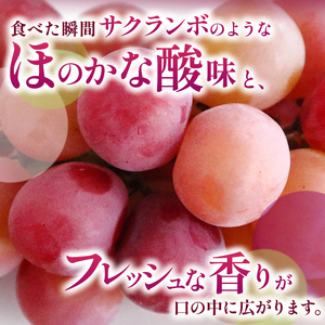 長野県産 クイーンルージュ R 秀品 約1kg〈2026年10月中旬～11月上旬発送〉 | 長野県 飯田市
